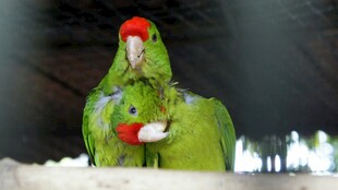 绿鹦鹉依偎在一起