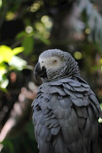 灰鹦鹉特写