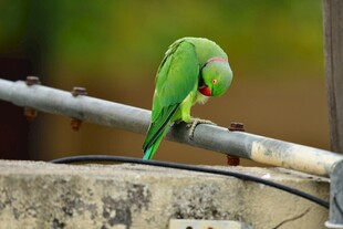 绿鹦鹉栖息于金属杆上