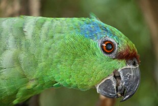 绿鹦鹉特写