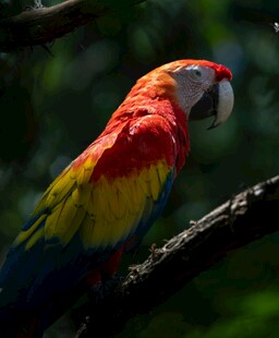 多彩鹦鹉栖息枝头
