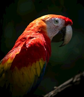 色彩斑斓的金刚鹦鹉