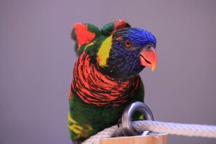 五彩鹦鹉栖息于绳上