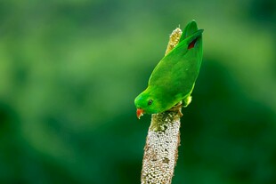 翠绿鹦鹉栖于枝头