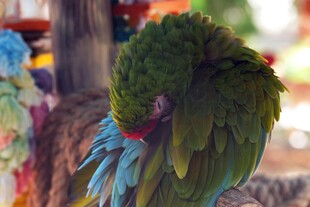 多彩鹦鹉梳理羽毛