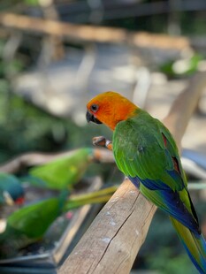 多彩鹦鹉栖息木杆