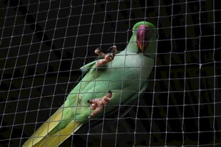 绿鹦鹉攀于网格上