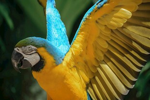 蓝黄金刚鹦鹉展翅瞬间