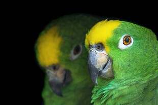 两只绿鹦鹉特写