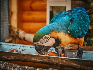 蓝绿鹦鹉进食特写