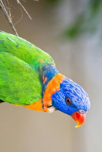 多彩鹦鹉特写