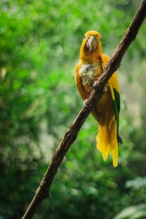 枝头黄羽鹦鹉姿态优雅