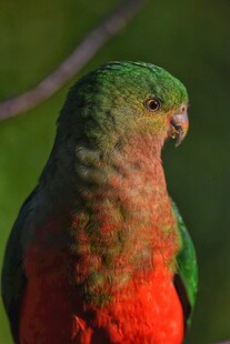 多彩鹦鹉特写