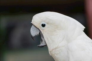 白色鹦鹉特写