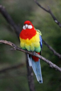 多彩鹦鹉栖于枝头