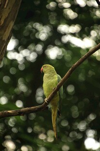 枝头绿鹦鹉