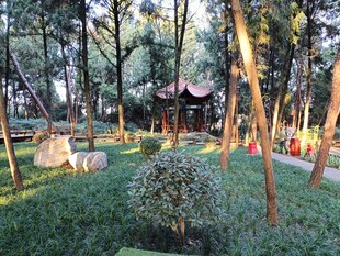 静谧林间园林景致