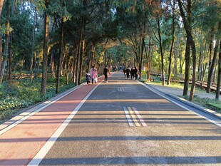 森林公园 林间步道