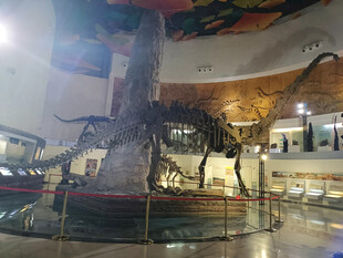 硅化木地质公园