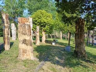 硅化木地质公园