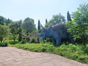 硅化木地质公园