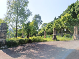 硅化木地质公园