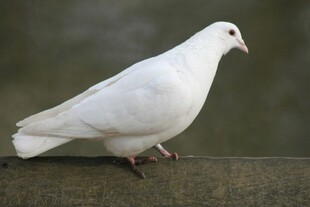 白鸽静立