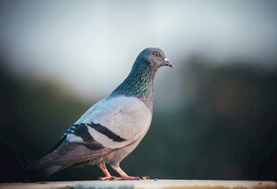 栖息的灰鸽