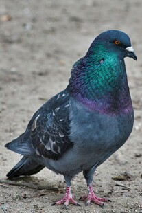 灰羽彩颈鸽子特写