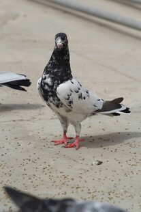 地面上的花斑鸽子