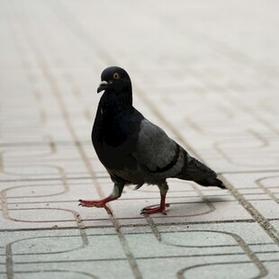 漫步的黑鸽