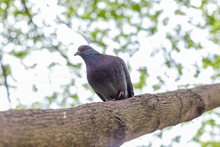 枝头静立的灰鸽子