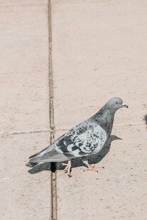 墙边的灰鸽子
