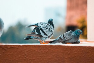 屋顶上休憩的两只鸽子