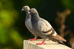 两只灰鸽立于石上