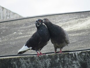 亲昵鸽子立于墙边