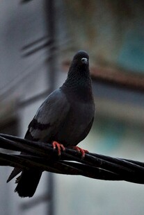 电线上的黑鸽
