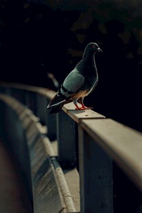 栏杆上的鸽子