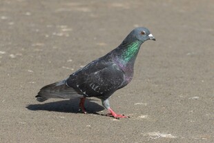 灰鸽立于地面
