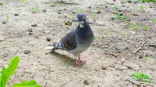 地面上的一只灰鸽子