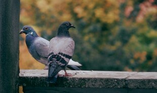 两只鸽子栖息于栏杆上