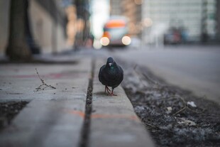 街边独行的鸽子