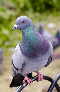 灰羽鸽立于黑杆上