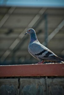 屋顶上的灰鸽