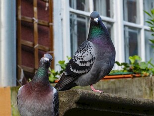 窗台上的两只鸽子