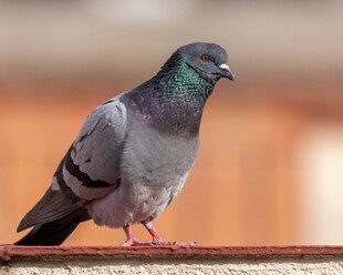 站在栏杆上的灰鸽子