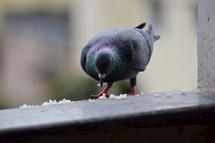 鸽子低头啄食