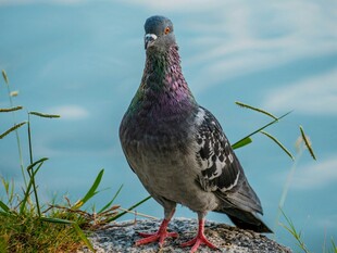 岩石上的红爪灰鸽