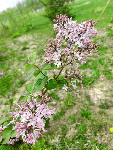 野外绽放的丁香