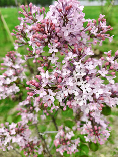 盛开的粉紫色繁花